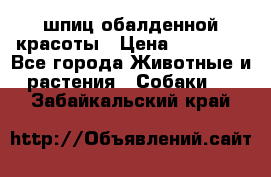 шпиц обалденной красоты › Цена ­ 22 000 - Все города Животные и растения » Собаки   . Забайкальский край